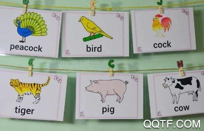 津津阅读app安卓版