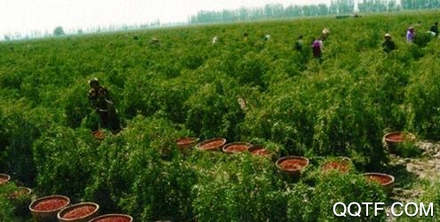 掌上中宁手机客户端 掌上中宁手机客户端